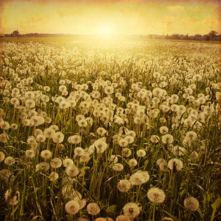 Dandelion field at sunset in grunge and retro style.の写真素材