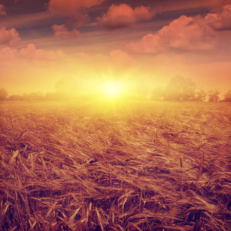 Wheat field at sunset in vintage style.の写真素材