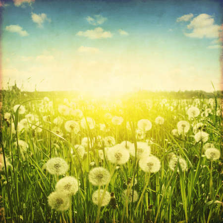Dandelion field at sunset in grunge style.の写真素材