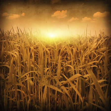 Field of green grass at sunset in grunge and retro style.の写真素材