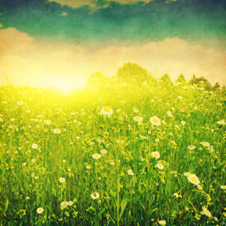Daisy field at sunset in grunge and retro style.の写真素材