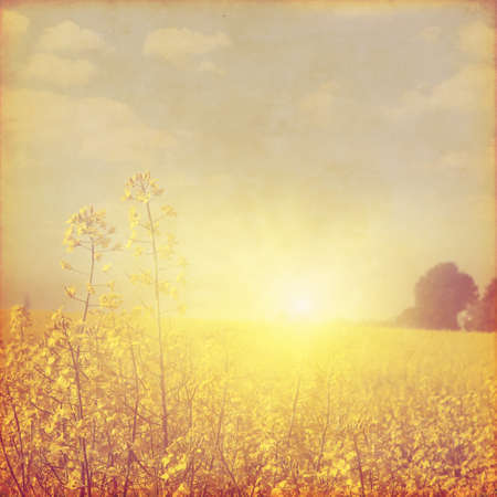Canola field at sunset in grunge and retro style.の写真素材