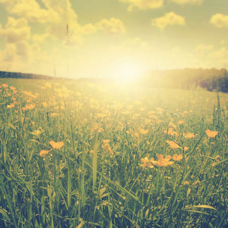 Field of spring flowers at sunset in vintage style.の写真素材