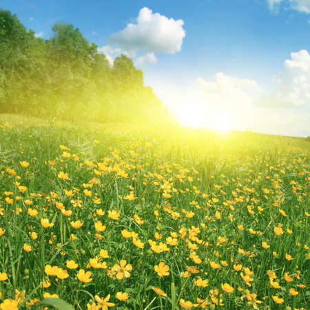 Field of spring flowers, trees, blue sky and sun.の写真素材
