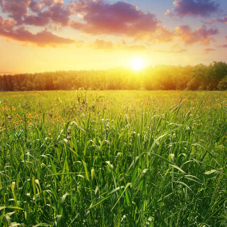 Summer landscape with field of grass and colorful sunset.の写真素材