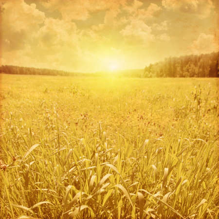 Summer green field, blue sky and sunlight.の写真素材