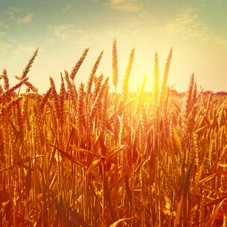 Field of wheat at sunset.の写真素材