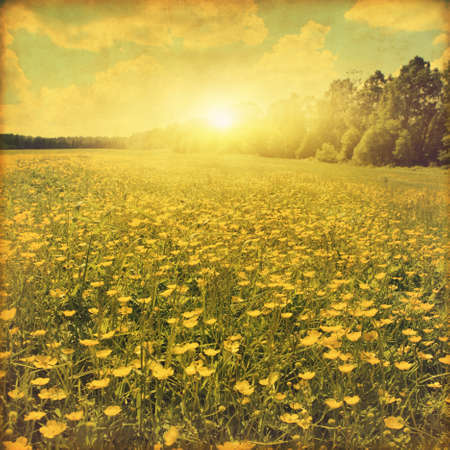 Field of wildflowers at sunset in grunge and retro style.の写真素材