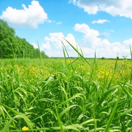 Summer landscape with field of grass and blue sky.の写真素材