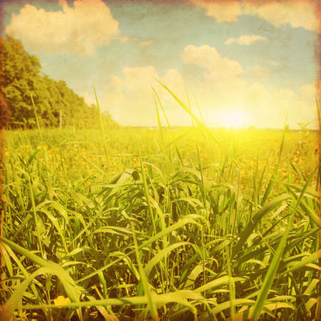 Sunset over green grass field. Grunge photo.の写真素材