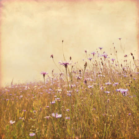 Summer field with cornflowers in grunge and retro style.の写真素材