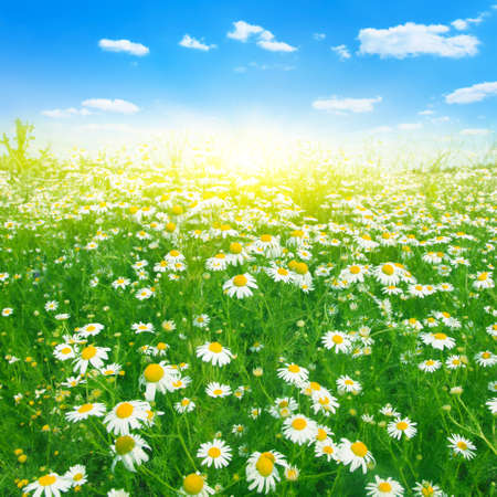 Summer landscape with daisy field, blue sky and sun.の写真素材