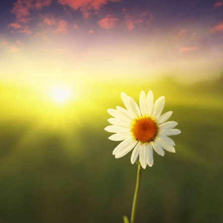 Green field,white daisy and blue sky at sunset.の写真素材
