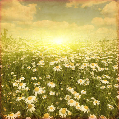 Daisy field at sunset in grunge and retro style.の写真素材