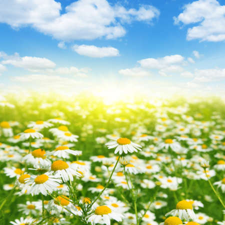 Summer landscape with daisy field, blue sky and sun.の写真素材