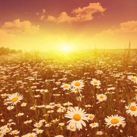 Daisy field at sunset in vintage style.の写真素材