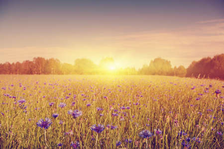 Summer field with blue cornflowers at sunset in vintage style.の写真素材