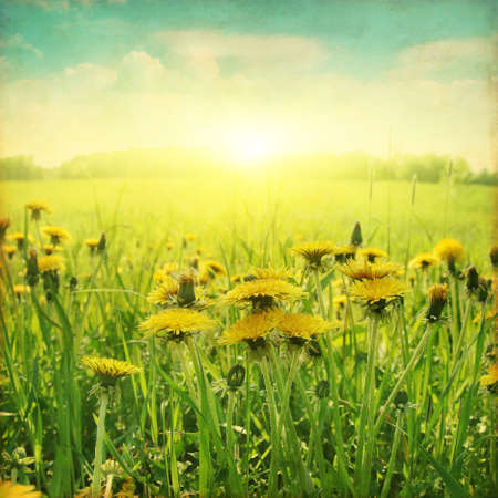 Dandelion field at sunset in grunge and retro style.の写真素材