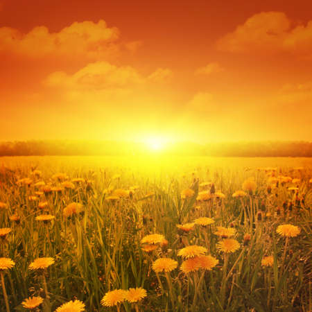 Summer landscape with dandelion field at sunset.の写真素材