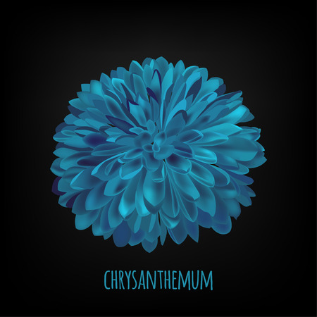 Blue isolated dark luminous Chrysanthemum flower background.のイラスト素材