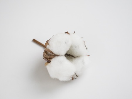 Cotton bud flower isolated. Dry white floweron grey background.の写真素材