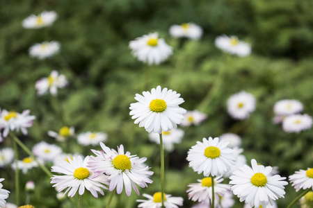 Summer daisies field. Bright wild white flowers on green blured background.の写真素材