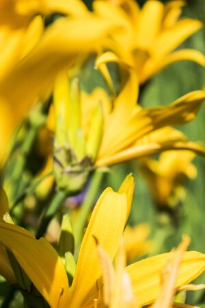 Yellow lilies close up photo with green leaves background.の写真素材