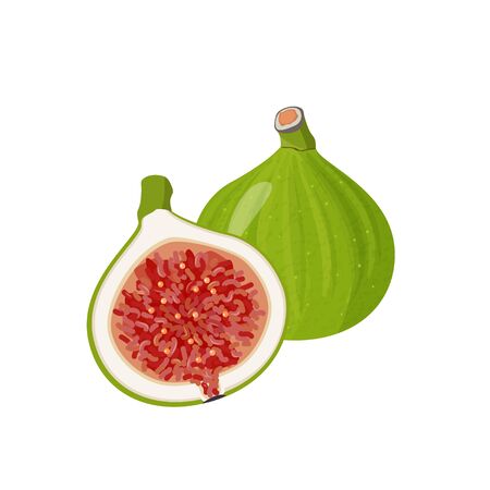 Figs whole and a half realistic card. Fresh exotic fruit vector illustration.のイラスト素材