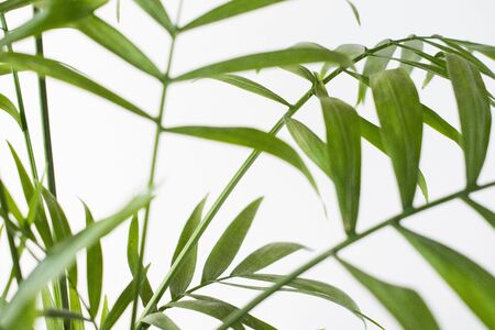 Fresh green plant. Natural close up photo. Green leaves macro photo.の写真素材