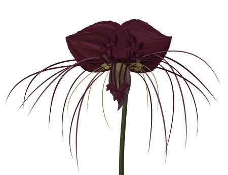 Tropical plant isolated on white background. Dark purple Tacca flower.のイラスト素材