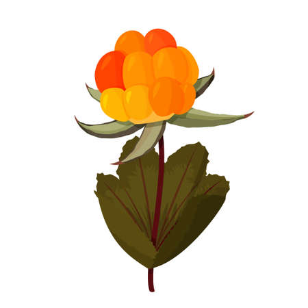 Fresh forest cloudberry illustration. Colorful berry isolated on white background.のイラスト素材
