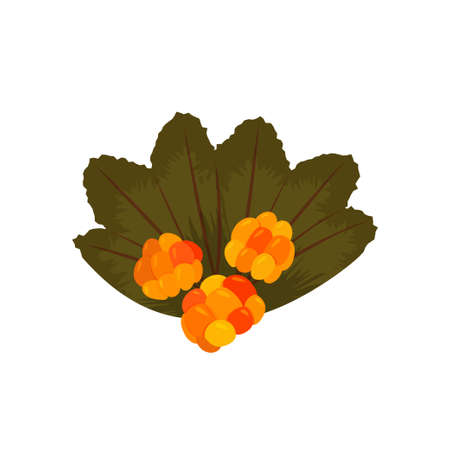 Fresh forest cloudberry illustration. Colorful berry isolated on white background.のイラスト素材