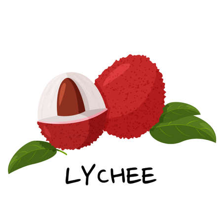 Tropical fruit lychee isolated on white background. Fresh exotic berry vector illustration.のイラスト素材