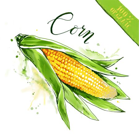 Watercolor vegetable with splashes and lettering. Drawn organic health food for vegetarians and health care. Freehand drawing of raw yellow cornの写真素材