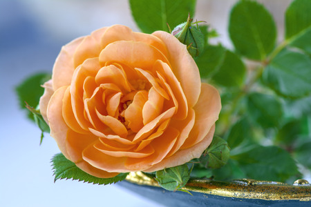 flower of delicate fragrant rose of peach colorの写真素材