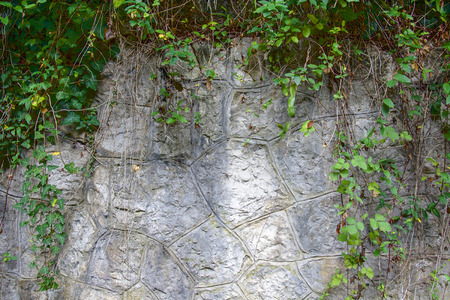 green plants hang over a beautiful wonderful rockの写真素材
