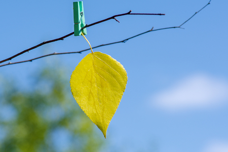yellow leaf hanging on a branch against the skyの写真素材
