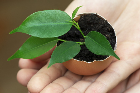 the child holds a symbol, a plant in the egg and the groundの写真素材