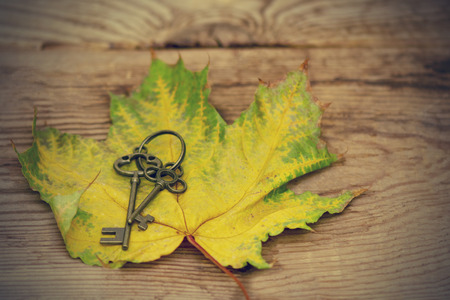 two iron vintage keys lie on an autumn maple leaf on a wooden backgroundの写真素材