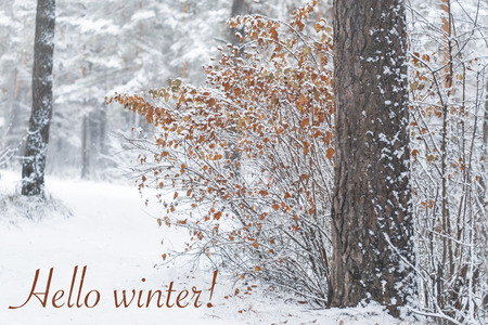 dry leaves on a bush in the winter forest with falling snow and the inscription nello winterの写真素材