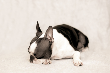 A young dog breed Boston Terrier lies on his stomach and sleeps on a light background. minimalism.の写真素材