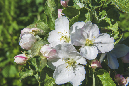 blooming white flowers branches of spring Apple trees on the background of the blue sky. aboveの写真素材