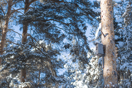 bird house hanging on a tree in the forest in winter.の写真素材