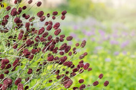 Interesting Burgundy plants flowers in the Park on a Sunny summer dayの写真素材