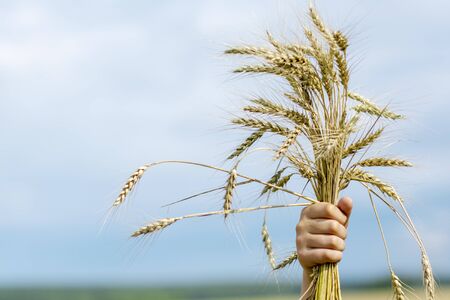 Man's hand raised up with a wheat plant against a blue clear skyの写真素材