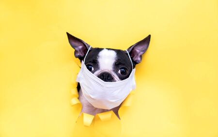 A yellow dog wearing a costumeの写真素材