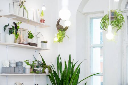 Mini florarium with green plants hanging on a wire with white lights in a bright interior. The living garden. Phytodesign.の写真素材