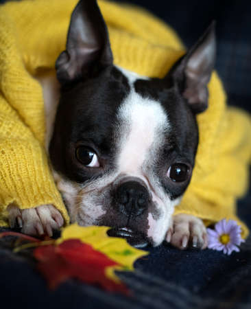 Autumn portrait of a Boston Terrier dog wrapped in a warm cozy yellow sweater at home.の写真素材