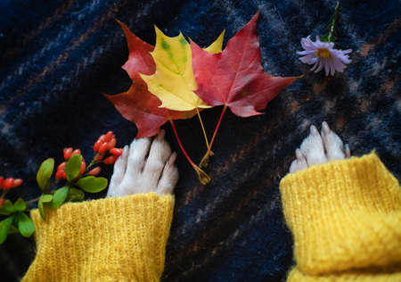 Paws of a Boston Terrier dog in a warm cozy yellow sweater at home with colorful autumn leaves.の写真素材
