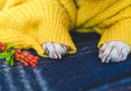 Paws of a Boston Terrier dog in a warm cozy yellow sweater at home with colorful autumn leaves.の写真素材